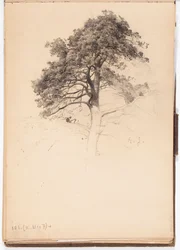 Spitze einer Kiefer, Seite aus Järnefelts Skizzenbuch