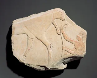 Fragment eines Reliefs, das die Geburt eines Kalbes darstellt, aus Asasif, Theben, Dritte Zwischenzeit