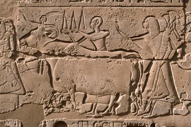 Detail eines Reliefs, das Männer zeigt, die eine Kuh führen, Hof von Ramses II (1298-32 v. Chr.)