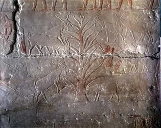 Ziegen, die einen Busch fressen, Relief aus der Mastaba von Akhethotep in Saqqara, Altes Reich
