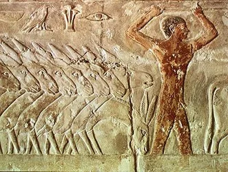 Truppe von Eseln, aus dem Mastaba von Mereruka, Altes Reich