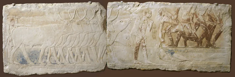 Relief von Bauern, die Vieh treiben und fischen, Altes Reich, 2450-2290 v. Chr.