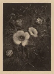Wilde Rosen