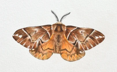 Kentischer Glanz