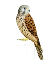 Turmfalke, 2011