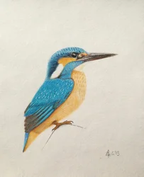 Eisvogel, 2013