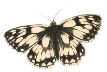 Schachbrettfalter
