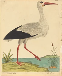 Der Storch Ciconia Alba, veröffentlicht 1731-1738