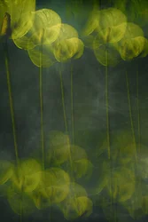 Ätherische Grüne Blüten