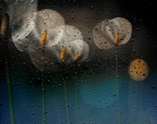 Regnerische Calla-Lilien