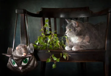 Neugierige Katze und Ratte