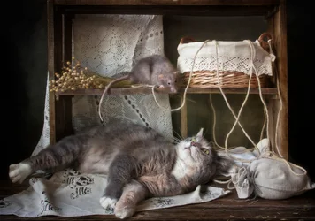 Neugierige Katze und Ratte