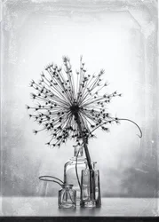 Monochrome botanische Studie