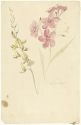 Oleander und Ginster