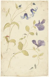 Studien von violetten und blauen Blumen