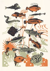 Orange Seetang Fisch, 2015