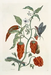 Beinwell, aus 