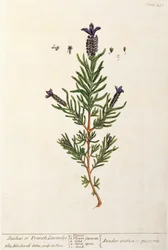 Französischer Lavendel, Tafel 241 aus 
