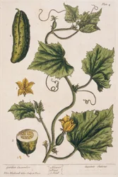 Gartengurke, Tafel 4 aus 