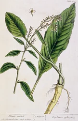Meerrettich, Tafel 415 aus 