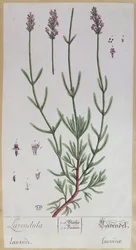 Lavendel, Platte aus 