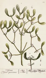 Mistel aus 