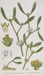 Mistel, aus 