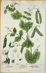 Erbse, Tafel aus 