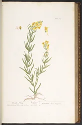 Tafel 115, aus 