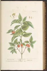 Tafel 121, aus 