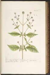 Tafel 124, aus 