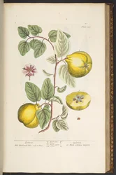 Tafel 137, aus 