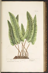 Tafel 138, aus 