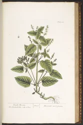 Tafel 162, aus 