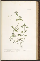 Tafel 164, aus 