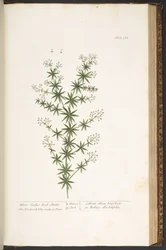 Tafel 168, aus 