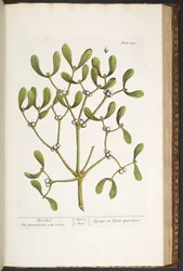 Tafel 184, Mistel, aus 