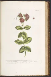 Tafel 191, Fetthenne oder Immergrün, aus 