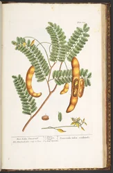 Tafel 221, aus 