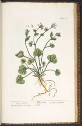 Tafel 227, aus 