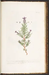 Tafel 241, aus 