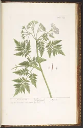 Tafel 243, aus 