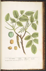 Tafel 247, Die Walnuss, aus 