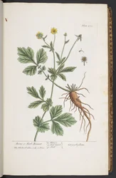 Tafel 253, aus 