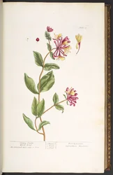 Tafel 25, Geißblatt-Holzwinde, aus 