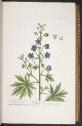 Tafel 265, aus 