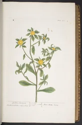 Tafel 272, aus 