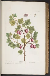 Tafel 277, aus 