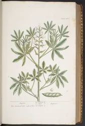 Tafel 282, aus 