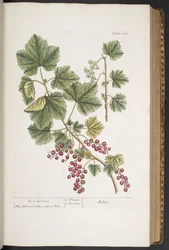 Tafel 285, aus 